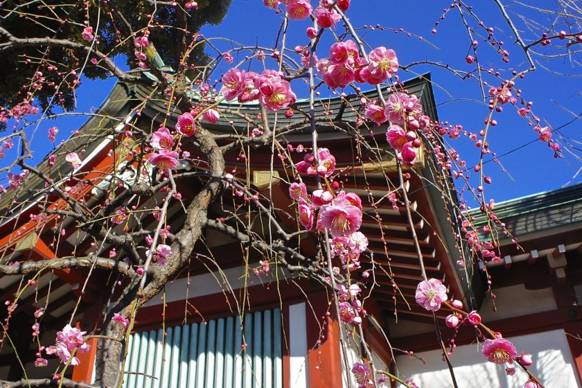 Plum blossoms aplenty at Kameido Tenjin Shrine