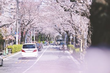 禿坂櫻花祭