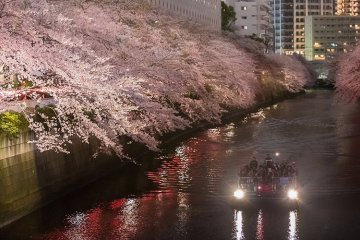 Цветение вишни на реке Мэгуро