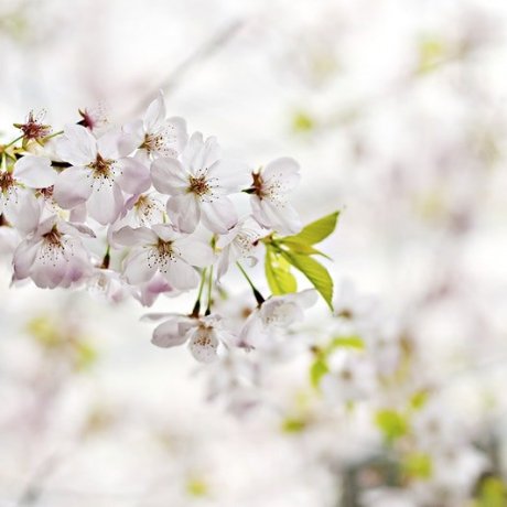 시나가와의 최고 벚꽃명소 8곳 