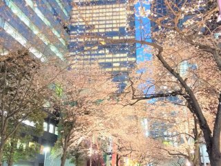 The beautiful Sakura Street