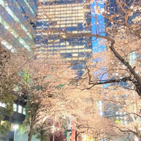 Sakura Street, Tokyo