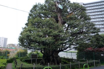 The Chinquapin Tree of the former Hosokawa residence