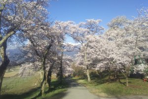 Spring in Ikeda Town