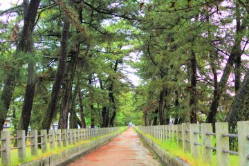 Pine trees along the approach to the temple 