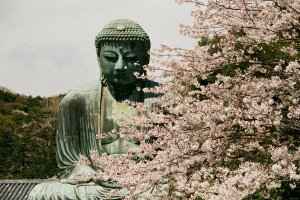 Kamakura's Great Buddha in Spring