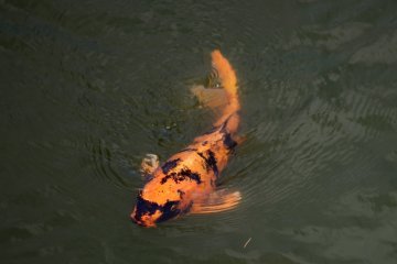 There is a beautiful pond near the castle that is filled with Koi fish.