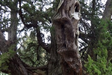 A juniper tree grown from seeds brought to Japan by Priest Rankei Doryu from China