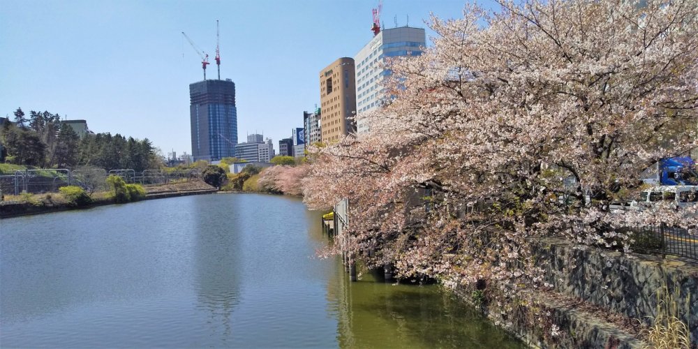 江戸城外堀跡の桜並木