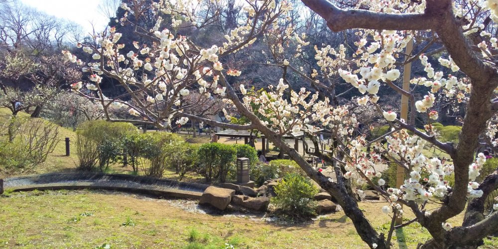 大倉山公園に咲く白い梅の花