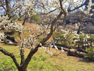 白い梅の花と大倉山公園の景色