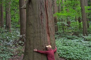 The big cedar tree
