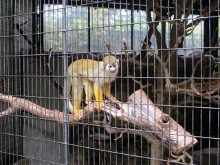 The common squirrel monkey is the first to greet you when you walk into the zoo