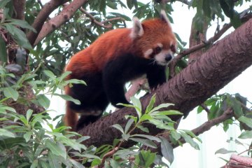 The red panda is fun to watch as it climbs from branch to branch and repeats