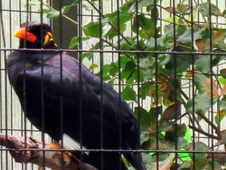 This Greater Hill Myna can say hello, good morning, goodbye and can even meow like a cat!