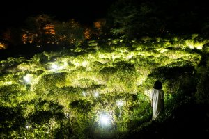 TeamLab: A Forest Where Gods Live