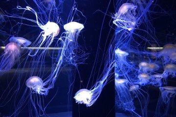 Jellyfish at the Niigata MarinePia Aquarium