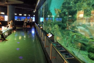 The 200 Tonne central tank at Hekinan Aquarium