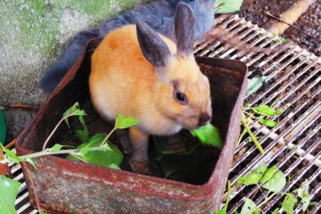 Greetings from the rabbits at Fuchinoue