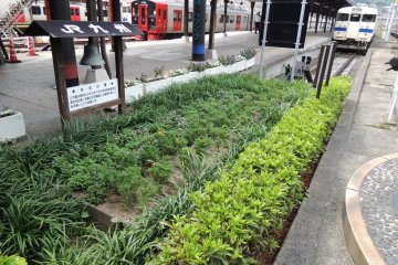 Plants growing at the station