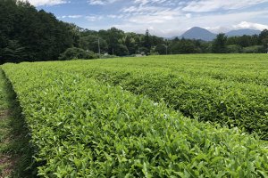 The green tea fields of Shizuoka