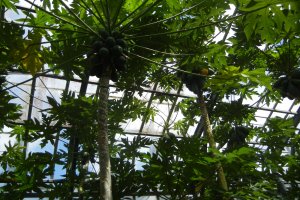 分園の果樹園にはバナナ以外にもパパイヤやグワバなども見られます。この写真パパイヤです。
