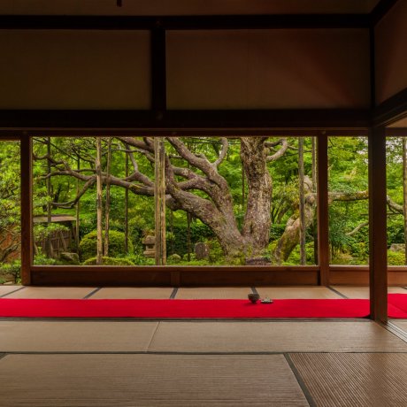 Khu vườn như tranh ở đền Hosen-in núi Ohara