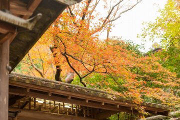 Уединенный храм Рюрикоин в Киото