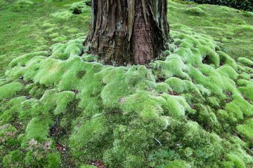 A close-up of Saihoji's famed moss
