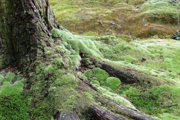 Moss among the roots