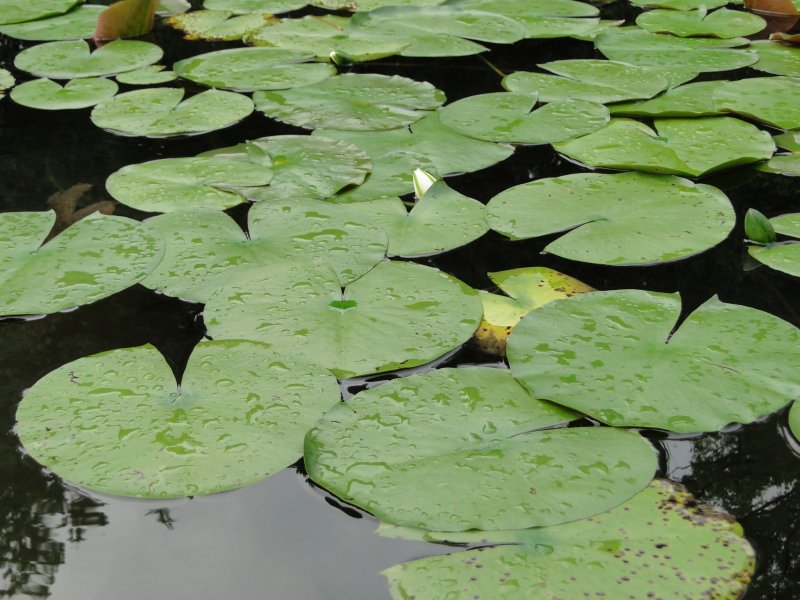 <p>Плавающие листья лотоса на прудах Хэйан Дзингу Син-эн</p>