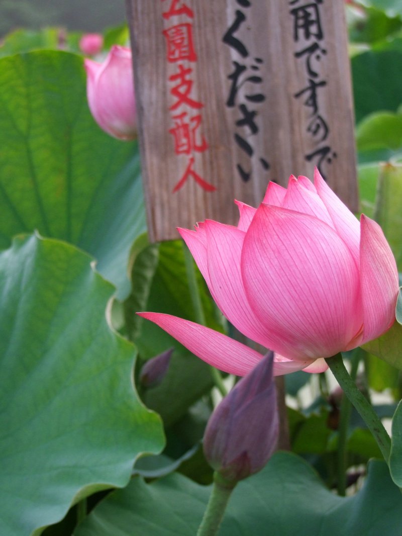 Sign in the pond identifying the type of lotus