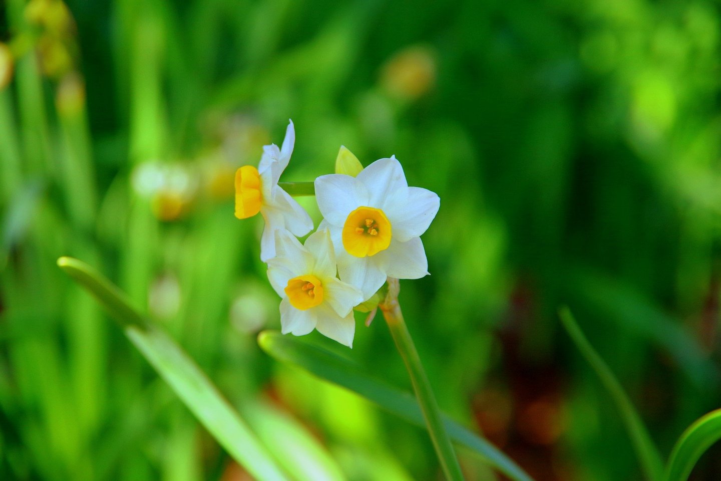 Japanese narcissus are a winter highlight