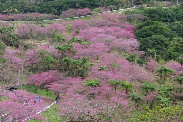 Sakura at Mt. Yae, Okinawa
