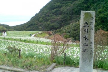 Narcissus flowers at  Tachikawa Suisen-kyo, Awaji Island, Hyogo