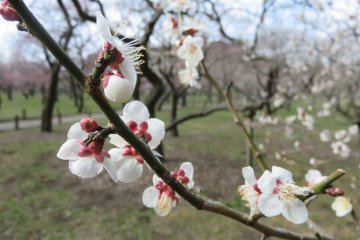 Plum blossoms at the famous Kairakuen in Mito