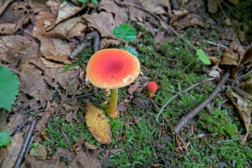 A colourful mushroom