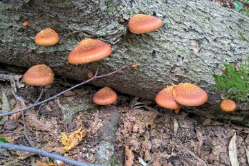 Some edible mushrooms