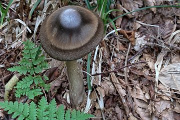 A beautiful mushroom
