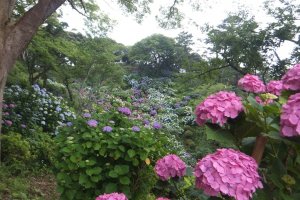 Hydrangea in Shimoda park