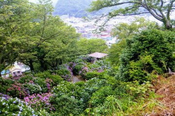 Hydrangea festival in Shimoda park, Shizuoka