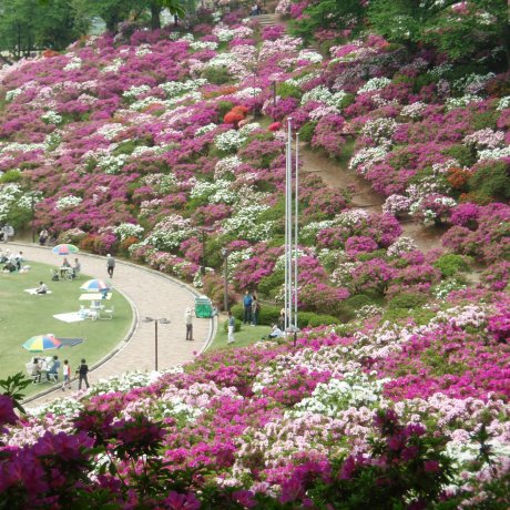 Nishiyama Park Azalea Festival