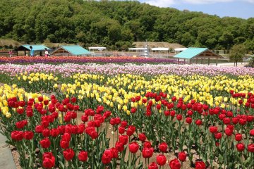 Echigo Hillside Park's tulip festival is a colorful delight