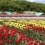 Echigo Hillside Park Tulip Festival