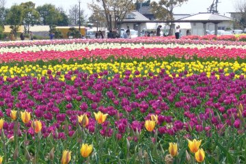 Inashiki Tulip Festival