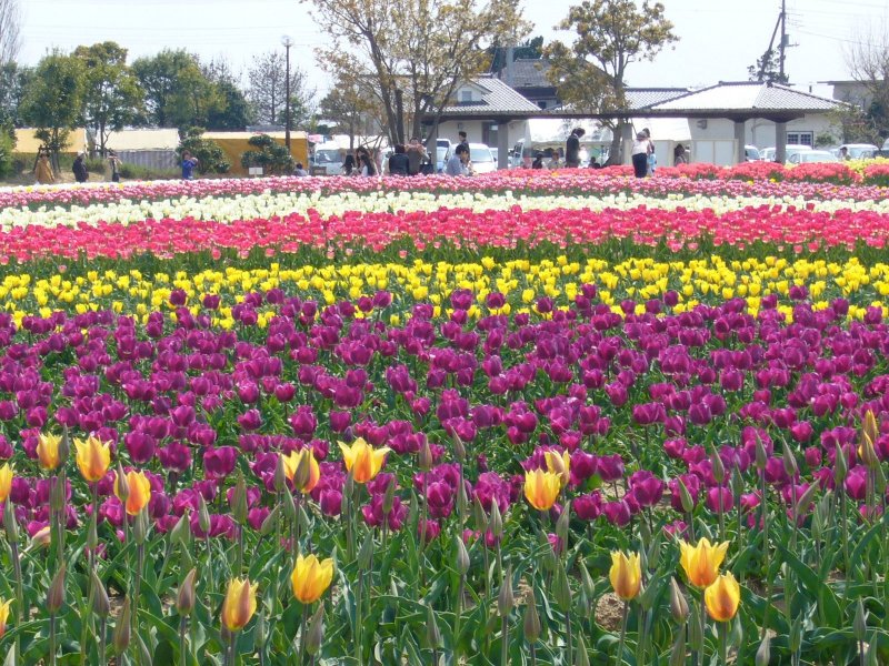 Beautiful tulips at Wada Park