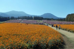 Cosmos in various colors can be enjoyed at the Ikoma Plateau