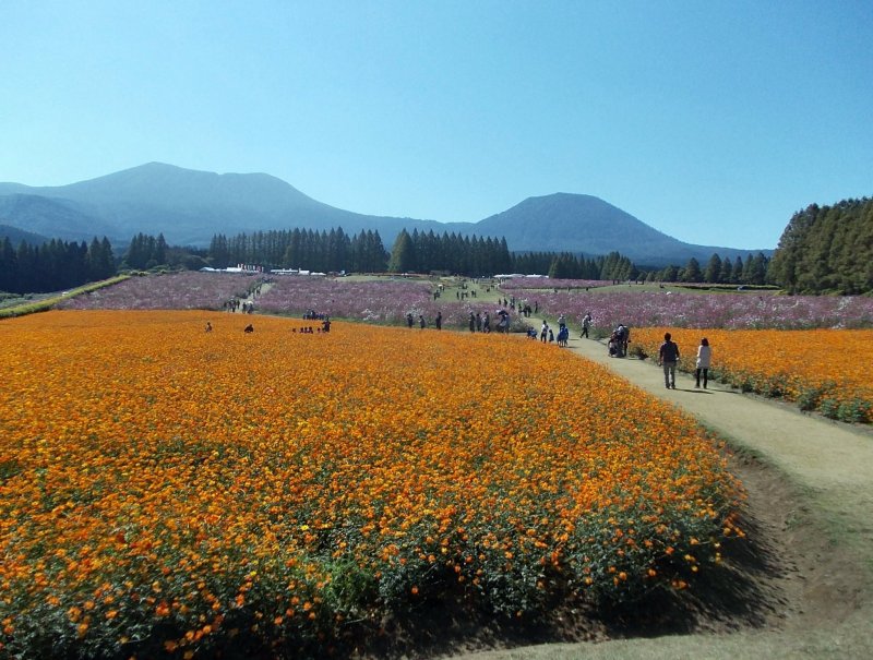 Cosmos in various colors can be enjoyed at the Ikoma Plateau