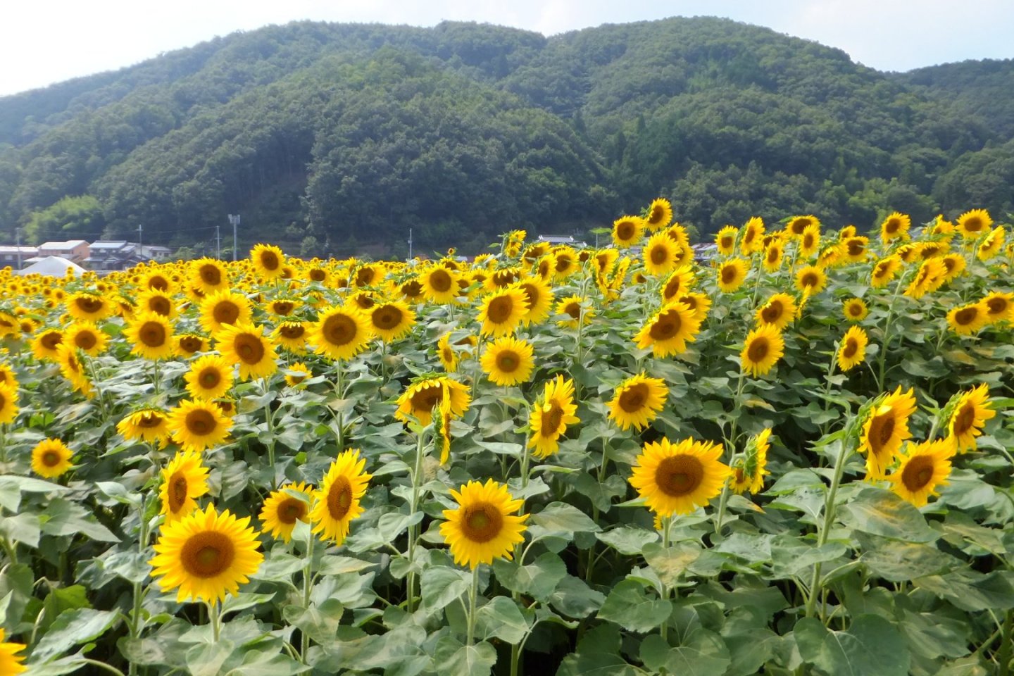 Over one and a half million sunflowers are on display at this event