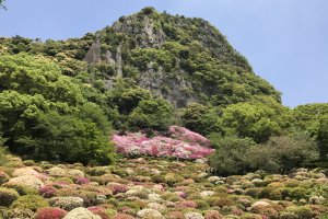 Mifuneyama Rakuen is famous for its beautiful springtime azaleas